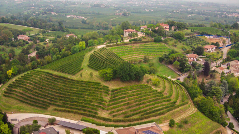 Biancavigna S.S. società agricola - Visit Conegliano